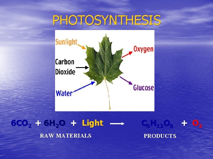 PHOTOSYNTHESIS 6 CO 2 + 6 H 2 O + Light RAW MATERIALS C