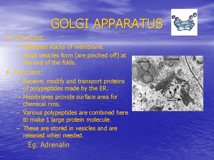 GOLGI APPARATUS • Structure: – Flattened stacks of membrane. – Small vesicles form (are