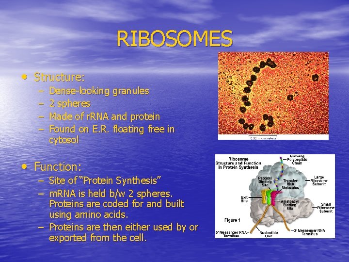 RIBOSOMES • Structure: – – Dense-looking granules 2 spheres Made of r. RNA and