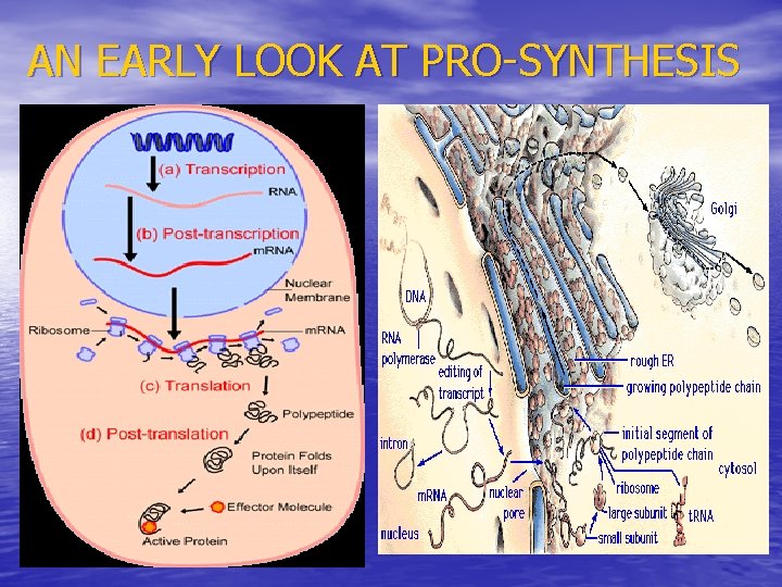 AN EARLY LOOK AT PRO-SYNTHESIS 