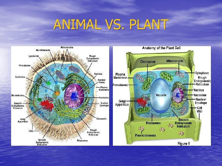 ANIMAL VS. PLANT 