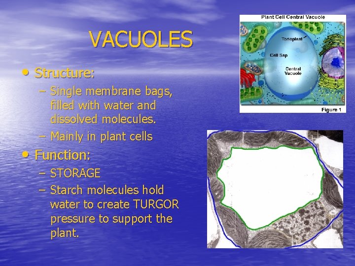 VACUOLES • Structure: – Single membrane bags, filled with water and dissolved molecules. –