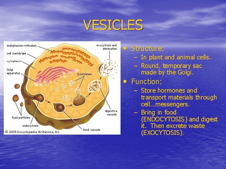 VESICLES • Structure: – In plant and animal cells. – Round, temporary sac made