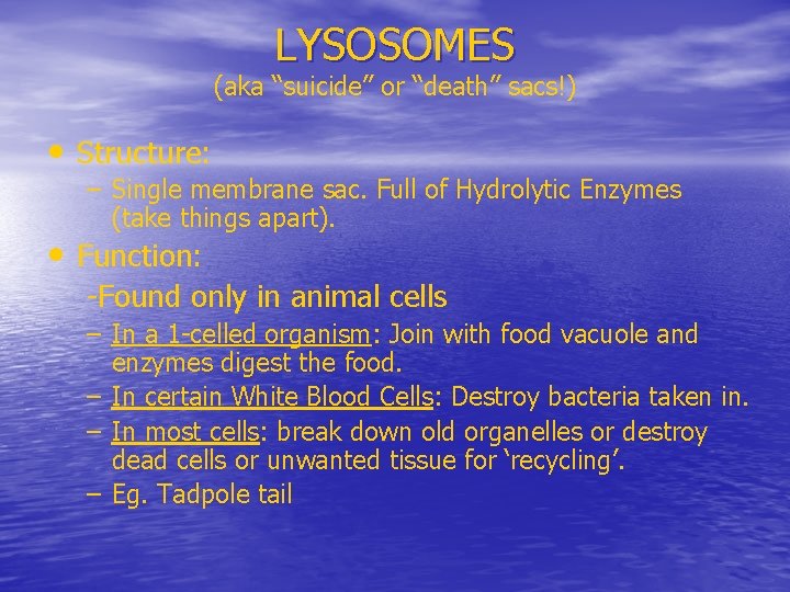 LYSOSOMES (aka “suicide” or “death” sacs!) • Structure: – Single membrane sac. Full of