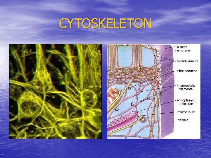 CYTOSKELETON 