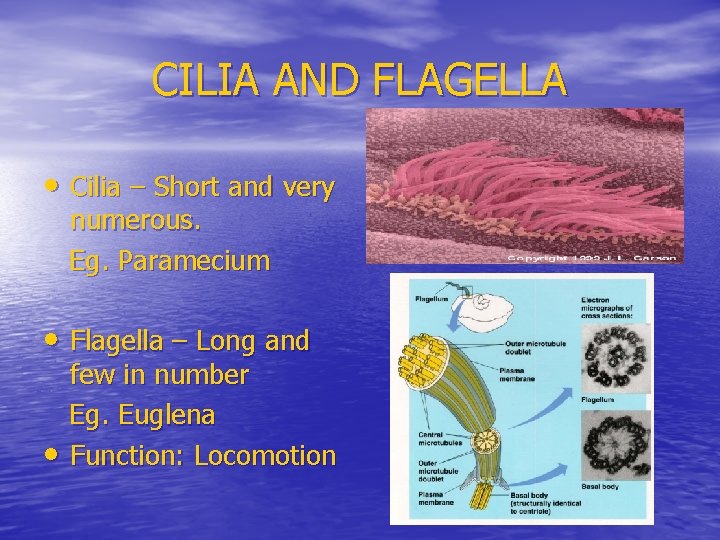 CILIA AND FLAGELLA • Cilia – Short and very numerous. Eg. Paramecium • Flagella