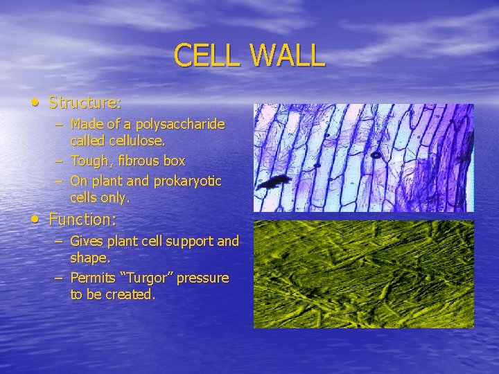 CELL WALL • Structure: – Made of a polysaccharide called cellulose. – Tough, fibrous