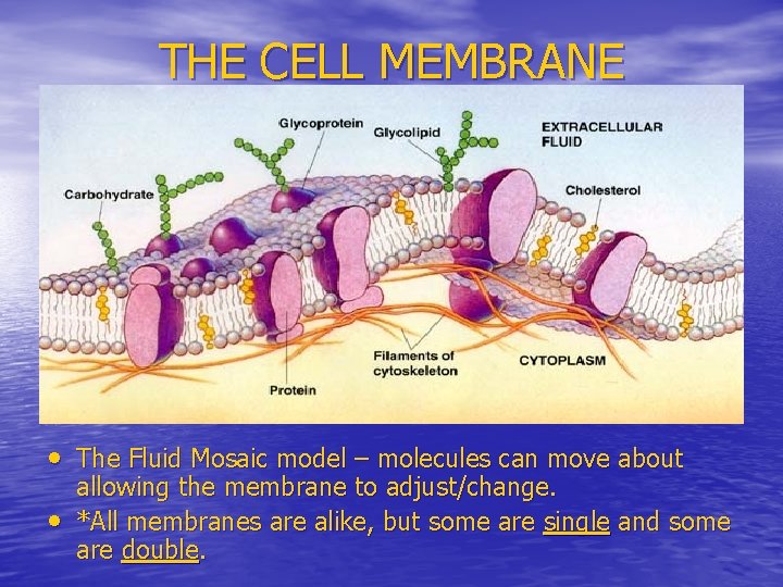 THE CELL MEMBRANE • The Fluid Mosaic model – molecules can move about •