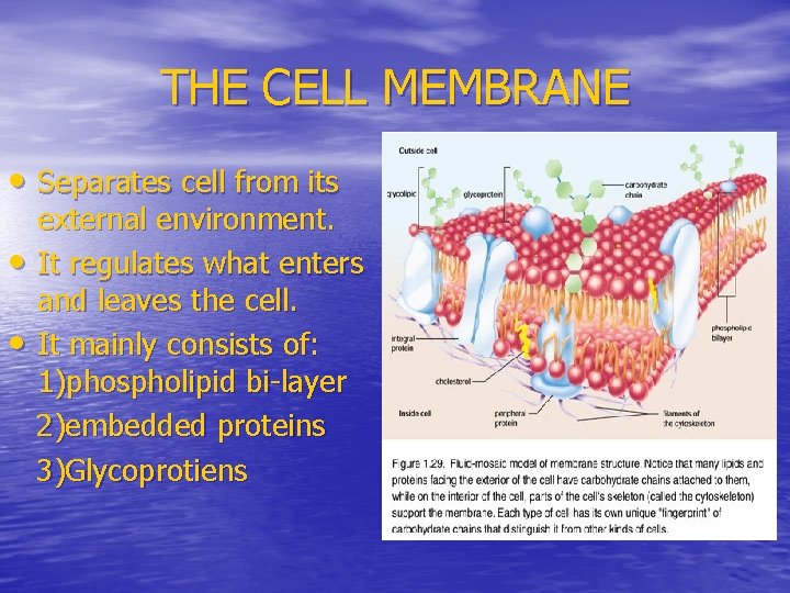 THE CELL MEMBRANE • Separates cell from its • • external environment. It regulates