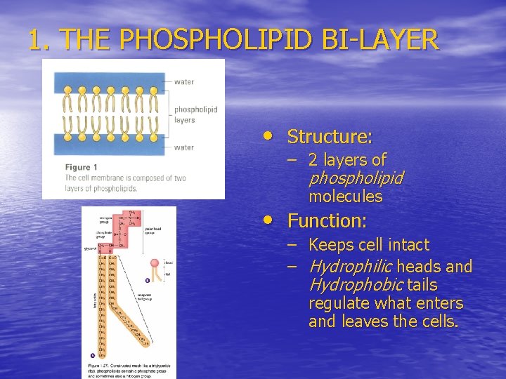 1. THE PHOSPHOLIPID BI-LAYER • Structure: – 2 layers of phospholipid molecules • Function: