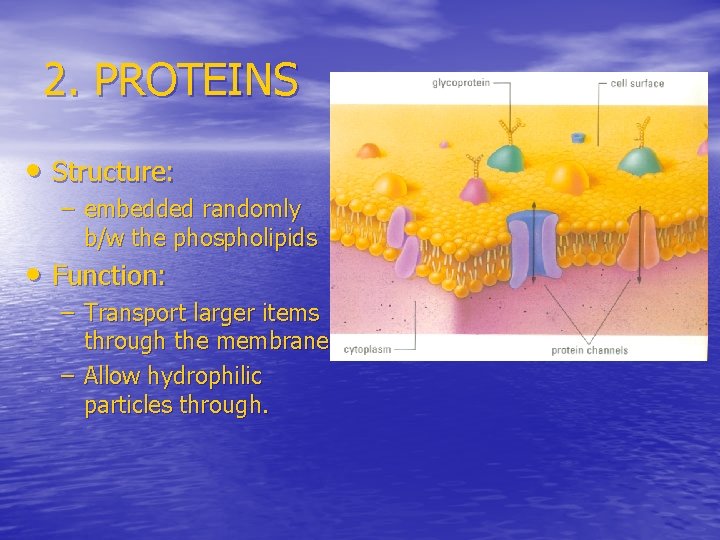 2. PROTEINS • Structure: – embedded randomly b/w the phospholipids • Function: – Transport
