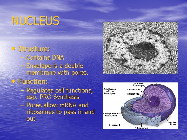 NUCLEUS • Structure: – Contains DNA – Envelope is a double membrane with pores.
