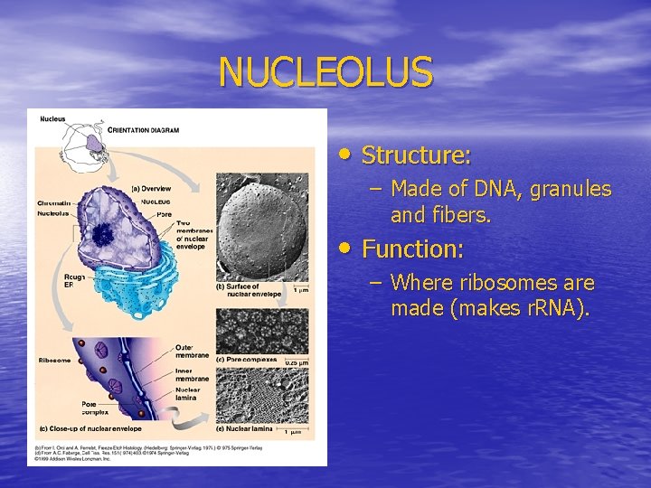 NUCLEOLUS • Structure: – Made of DNA, granules and fibers. • Function: – Where