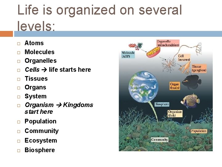 Life is organized on several levels: Atoms Molecules Organelles Cells life starts here Tissues