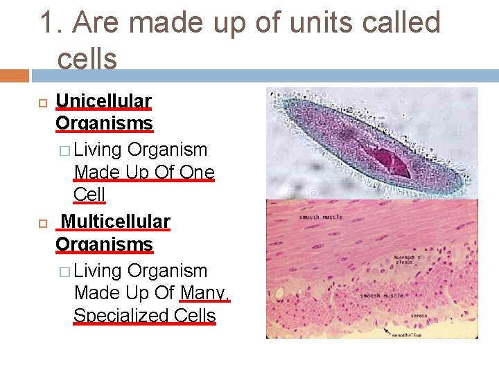 1. Are made up of units called cells Unicellular Organisms � Living Organism Made