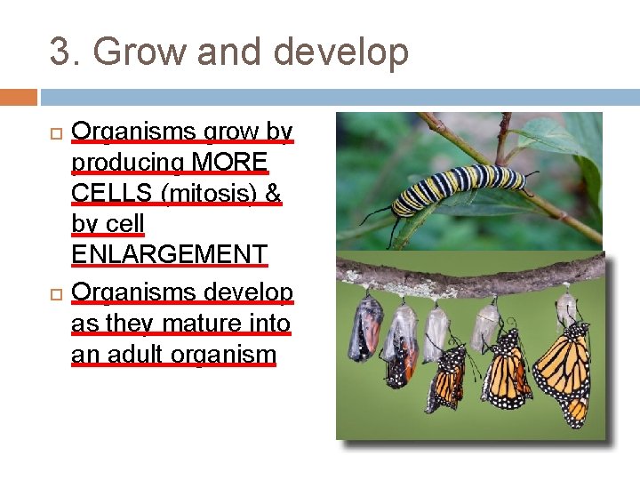 3. Grow and develop Organisms grow by producing MORE CELLS (mitosis) & by cell