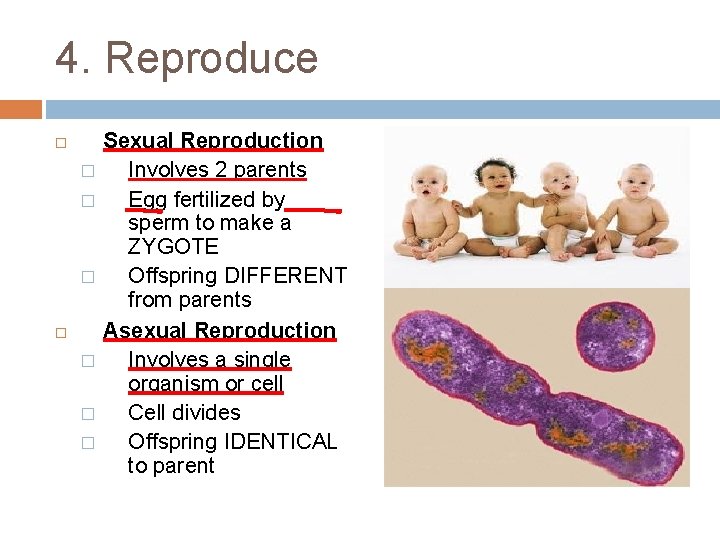 4. Reproduce � � � Sexual Reproduction Involves 2 parents Egg fertilized by sperm