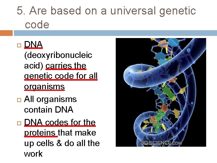 5. Are based on a universal genetic code DNA (deoxyribonucleic acid) carries the genetic