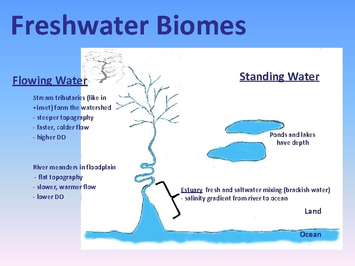 Freshwater Biomes Flowing Water Stream tributaries (like in • inset) form the watershed -