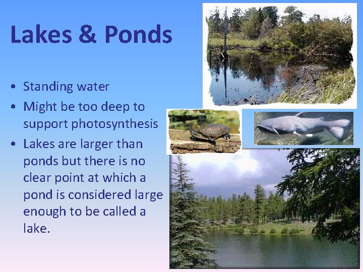 Lakes & Ponds • Standing water • Might be too deep to support photosynthesis