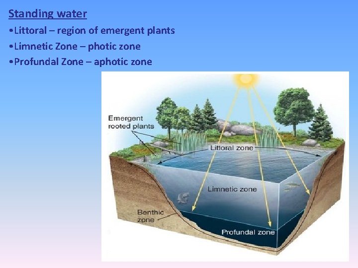 Standing water • Littoral – region of emergent plants • Limnetic Zone – photic