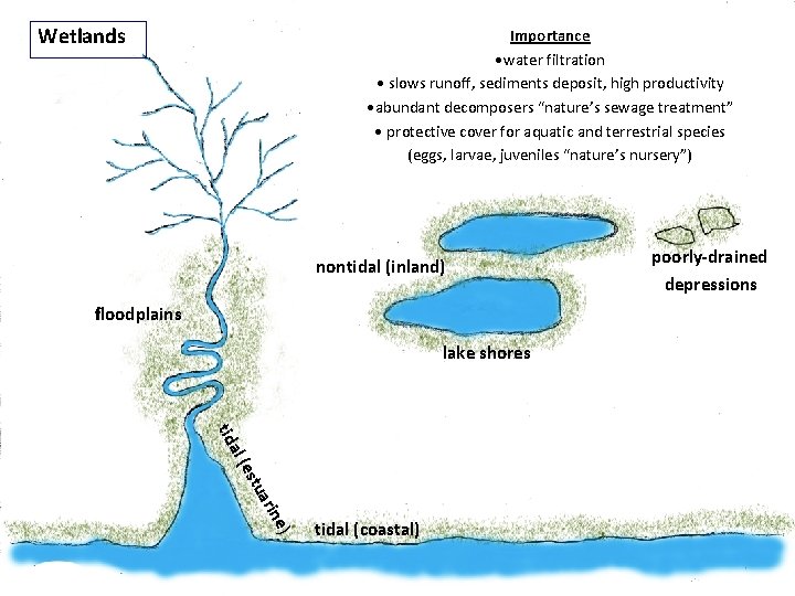 Wetlands Importance • water filtration • slows runoff, sediments deposit, high productivity • abundant