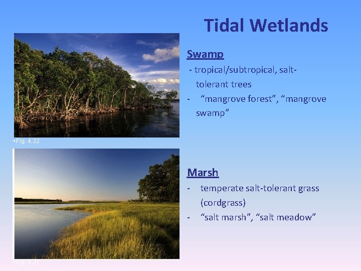 Tidal Wetlands Swamp - tropical/subtropical, salttolerant trees - “mangrove forest”, “mangrove swamp” • Fig.