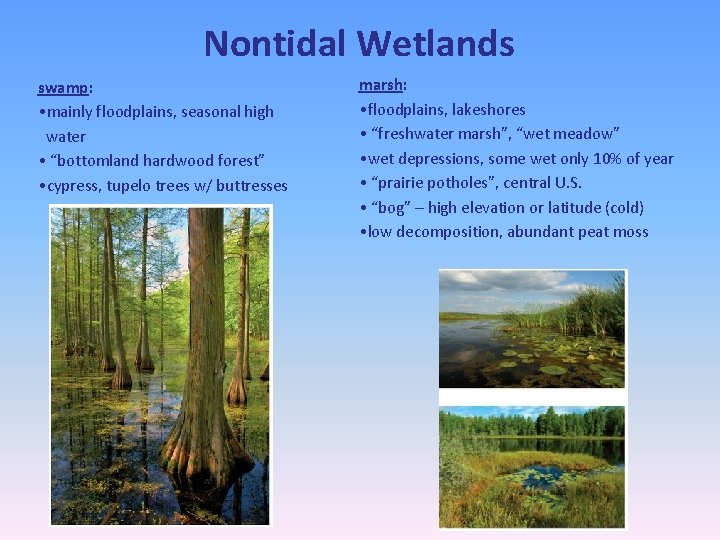 Nontidal Wetlands swamp: • mainly floodplains, seasonal high water • “bottomland hardwood forest” •