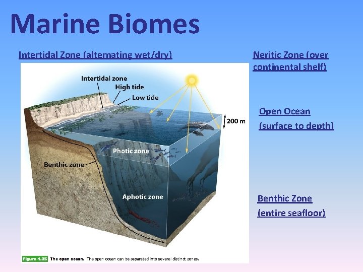 Marine Biomes Intertidal Zone (alternating wet/dry) Neritic Zone (over continental shelf) Open Ocean (surface