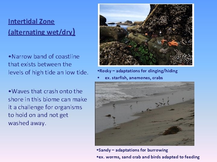 Intertidal Zone (alternating wet/dry) • Narrow band of coastline that exists between the levels