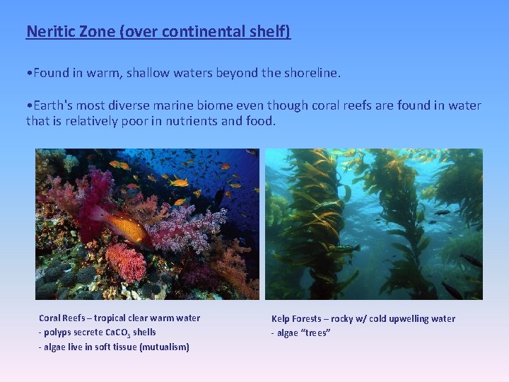 Neritic Zone (over continental shelf) • Found in warm, shallow waters beyond the shoreline.