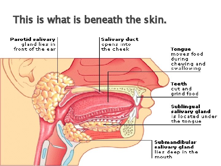 This is what is beneath the skin. 