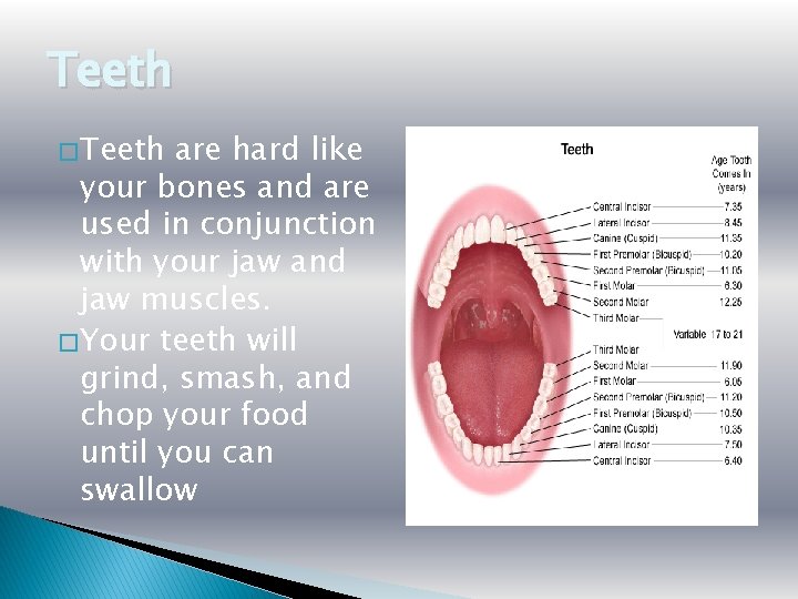Teeth � Teeth are hard like your bones and are used in conjunction with