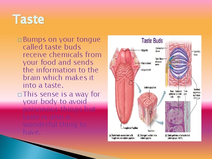 Taste � Bumps on your tongue called taste buds receive chemicals from your food