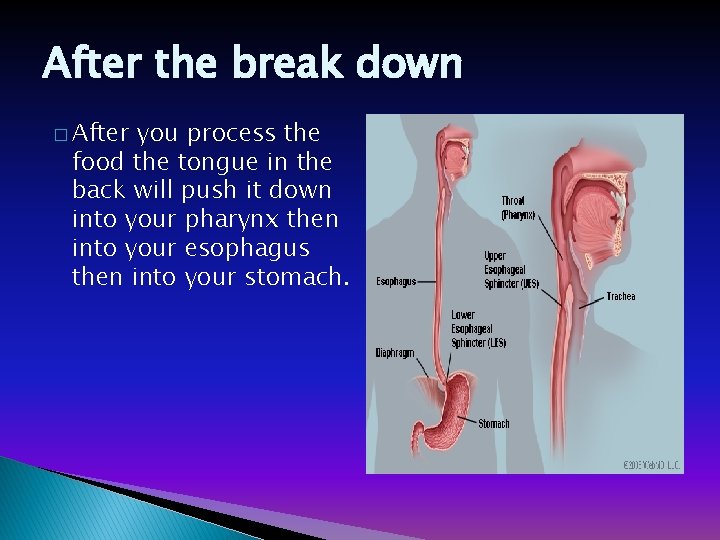 After the break down � After you process the food the tongue in the