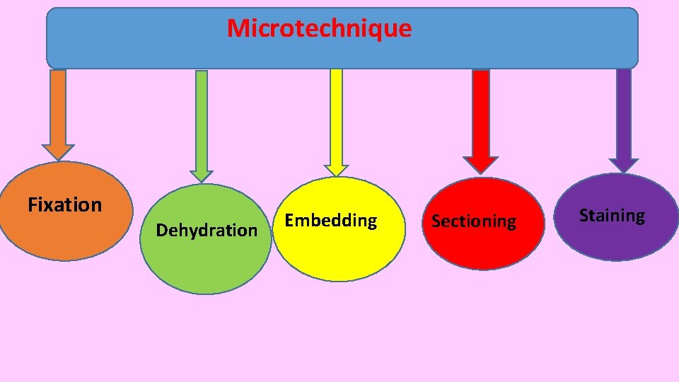 Microtechnique Fixation Dehydration Embedding Sectioning Staining Microtechnique Fixation Dehydration Embedding Sectioning Staining