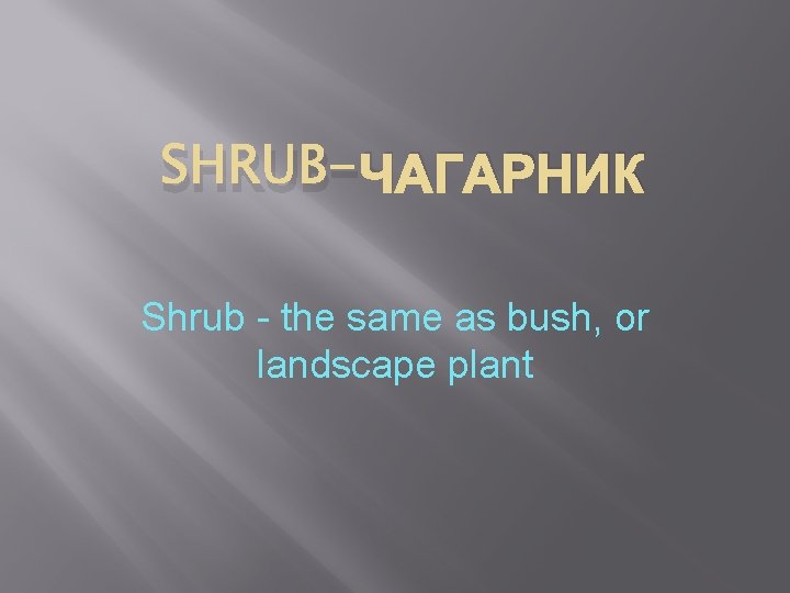 SHRUB-ЧАГАРНИК Shrub - the same as bush, or landscape plant 