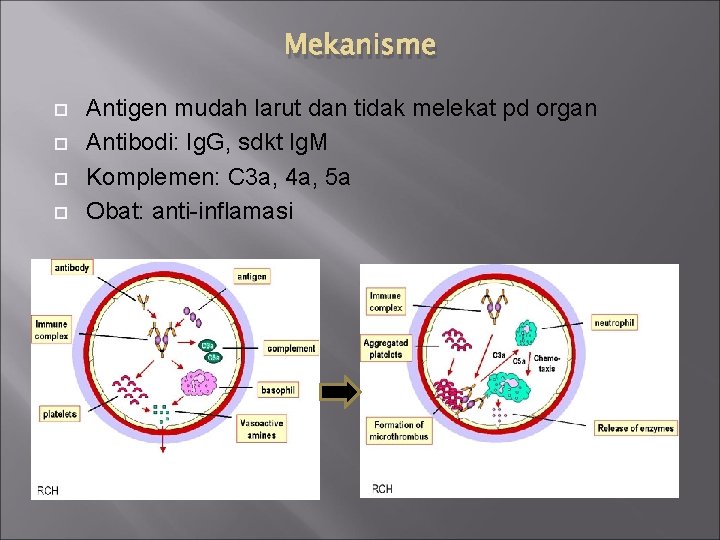 Mekanisme Antigen mudah larut dan tidak melekat pd organ Antibodi: Ig. G, sdkt Ig.