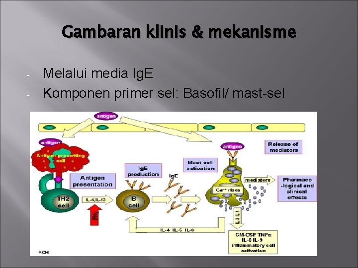 Gambaran klinis & mekanisme - Melalui media Ig. E Komponen primer sel: Basofil/ mast-sel