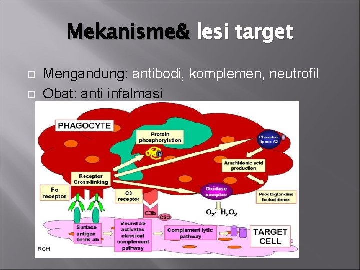 Mekanisme& lesi target Mengandung: antibodi, komplemen, neutrofil Obat: anti infalmasi 