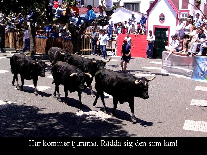 Här kommer tjurarna. Rädda sig den som kan! 