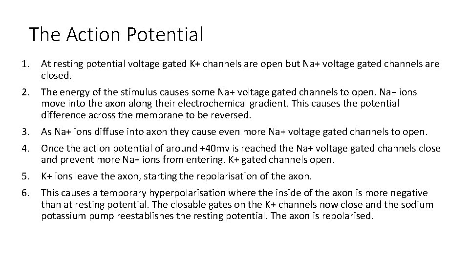 The Action Potential 1. At resting potential voltage gated K+ channels are open but