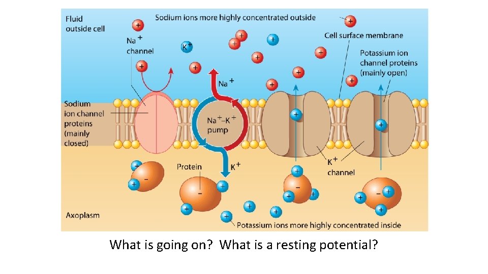 What is going on? What is a resting potential? 