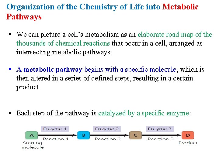 Organization of the Chemistry of Life into Metabolic Pathways § We can picture a