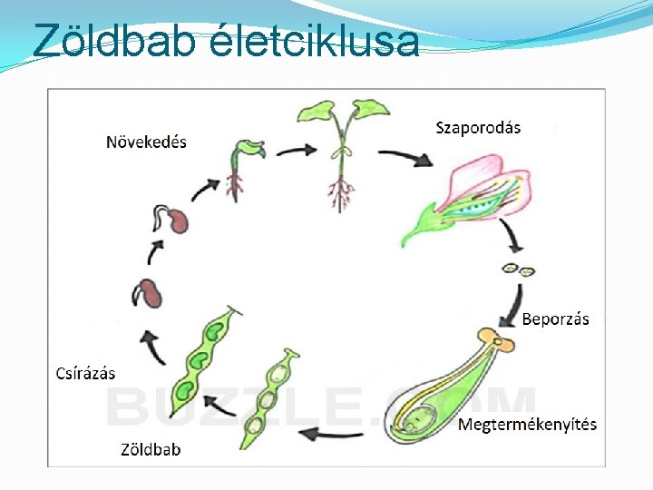 Zöldbab életciklusa 