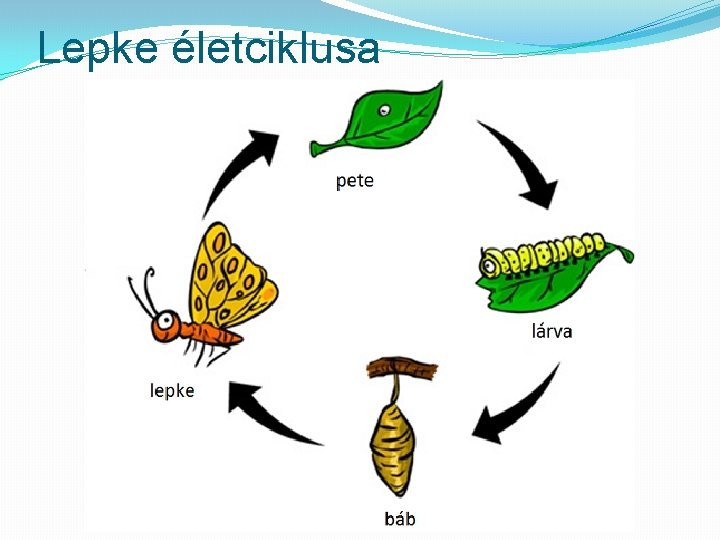 Lepke életciklusa 