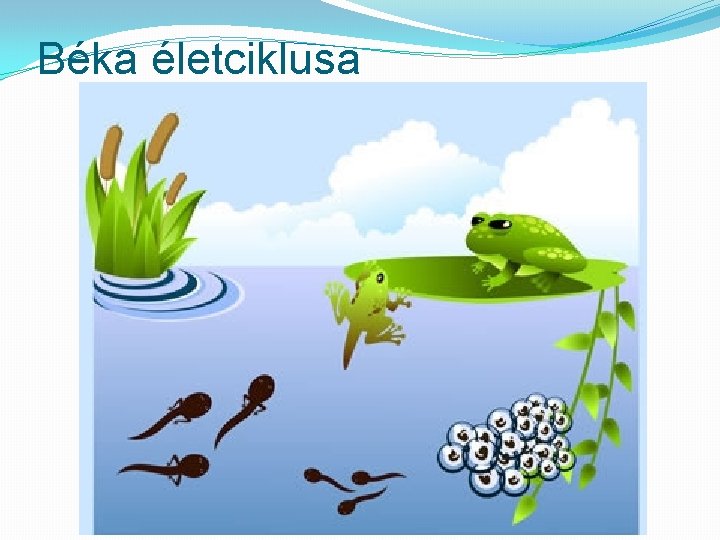 Béka életciklusa 