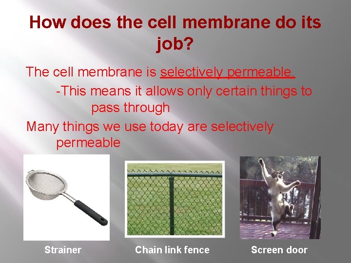 How does the cell membrane do its job? The cell membrane is selectively permeable. How does the cell membrane do its job? The cell membrane is selectively permeable.