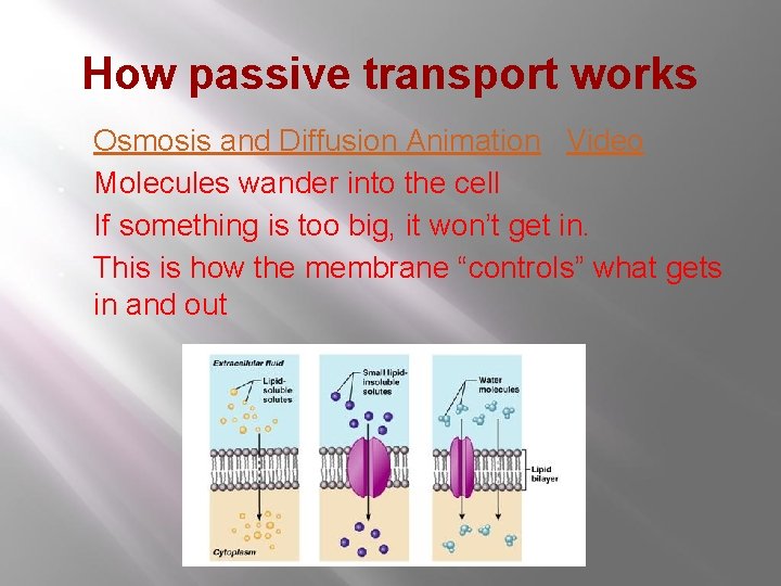 How passive transport works ● ● Osmosis and Diffusion Animation Video Molecules wander into How passive transport works ● ● Osmosis and Diffusion Animation Video Molecules wander into