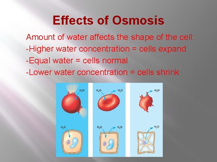 Effects of Osmosis ● Amount of water affects the shape of the cell: -Higher Effects of Osmosis ● Amount of water affects the shape of the cell: -Higher